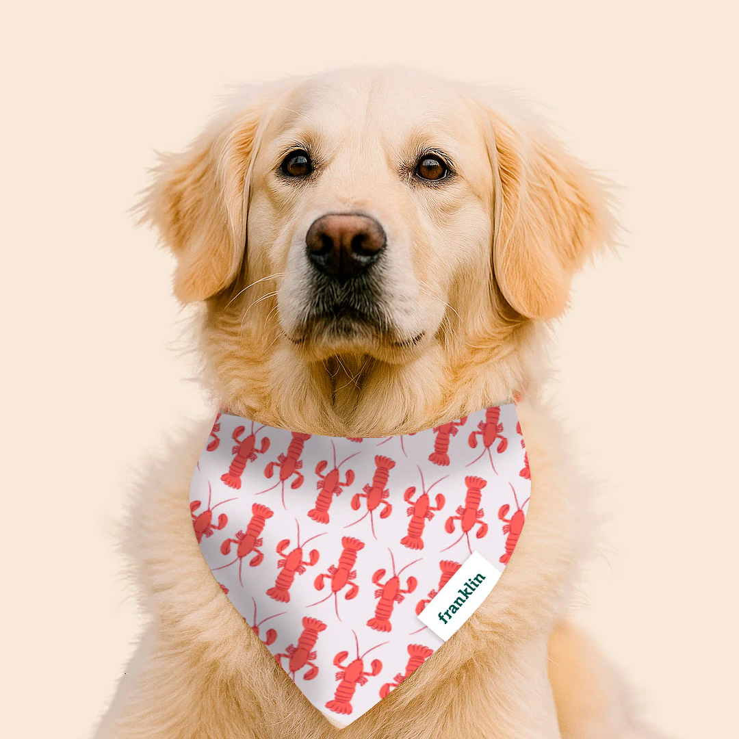 BANDANA 100% COTON CHIEN - Image 4