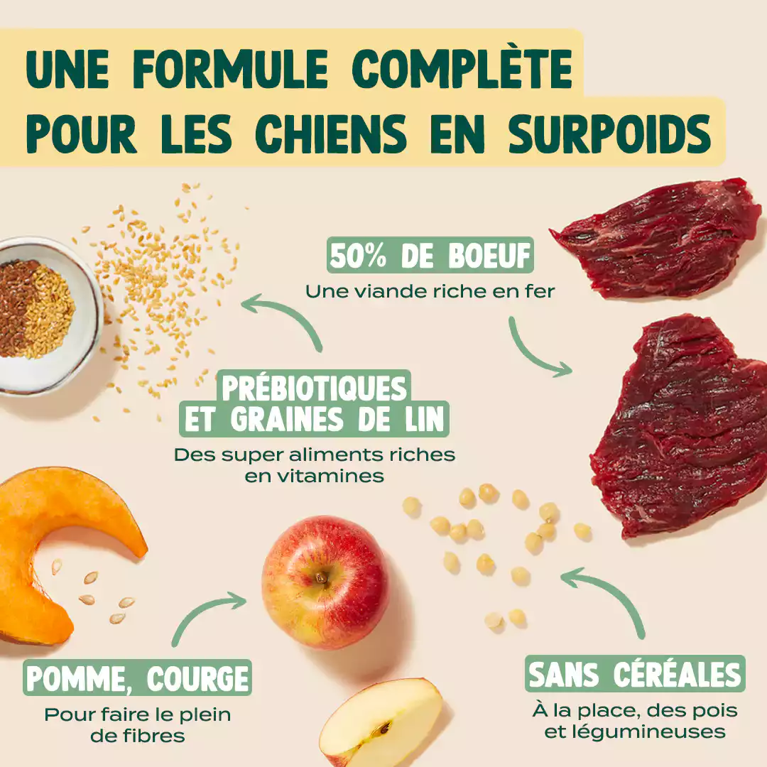 BOEUF, POMME, COURGE - Image 5