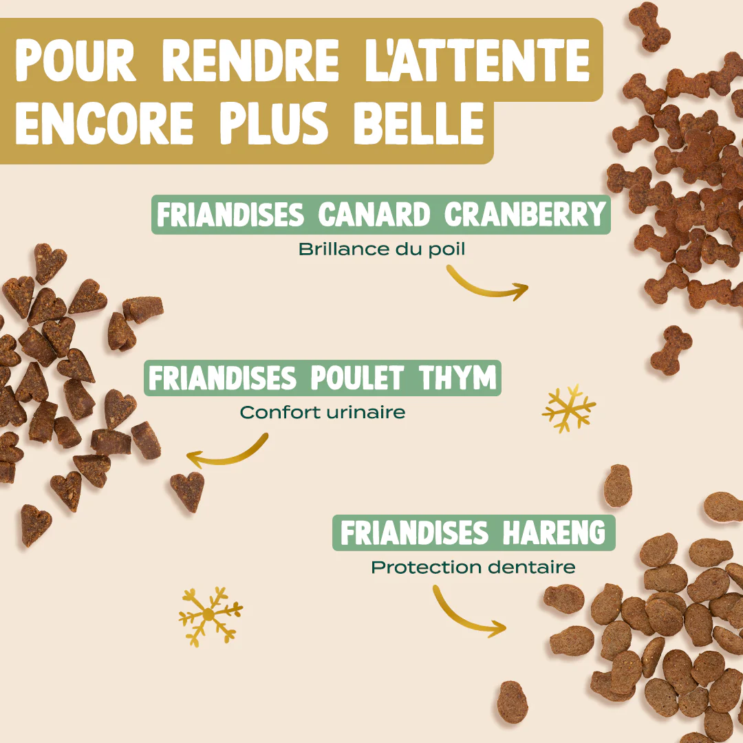 CALENDRIER DE L'AVENT CHAT - Image 3