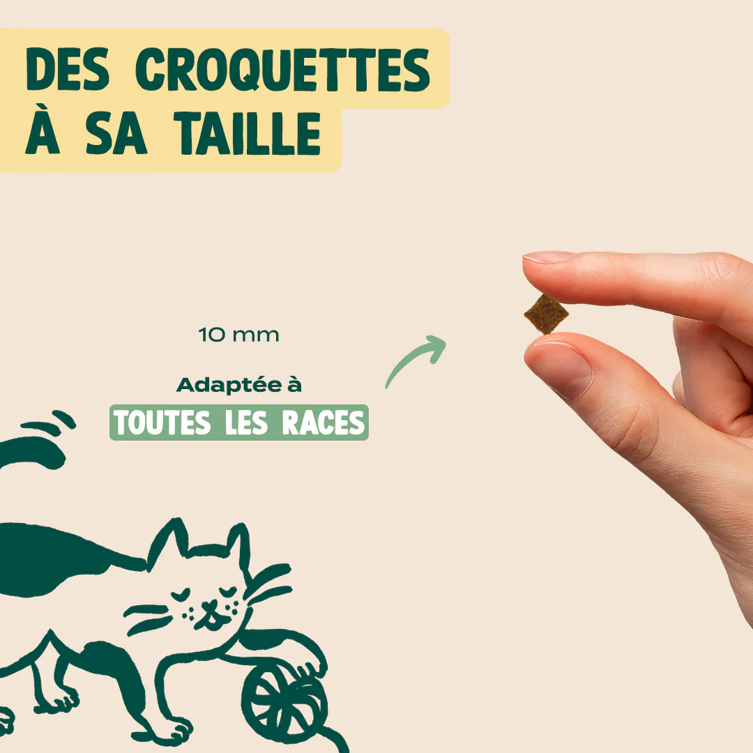 CANARD, COURGE, CAMOMILLE - Image 6