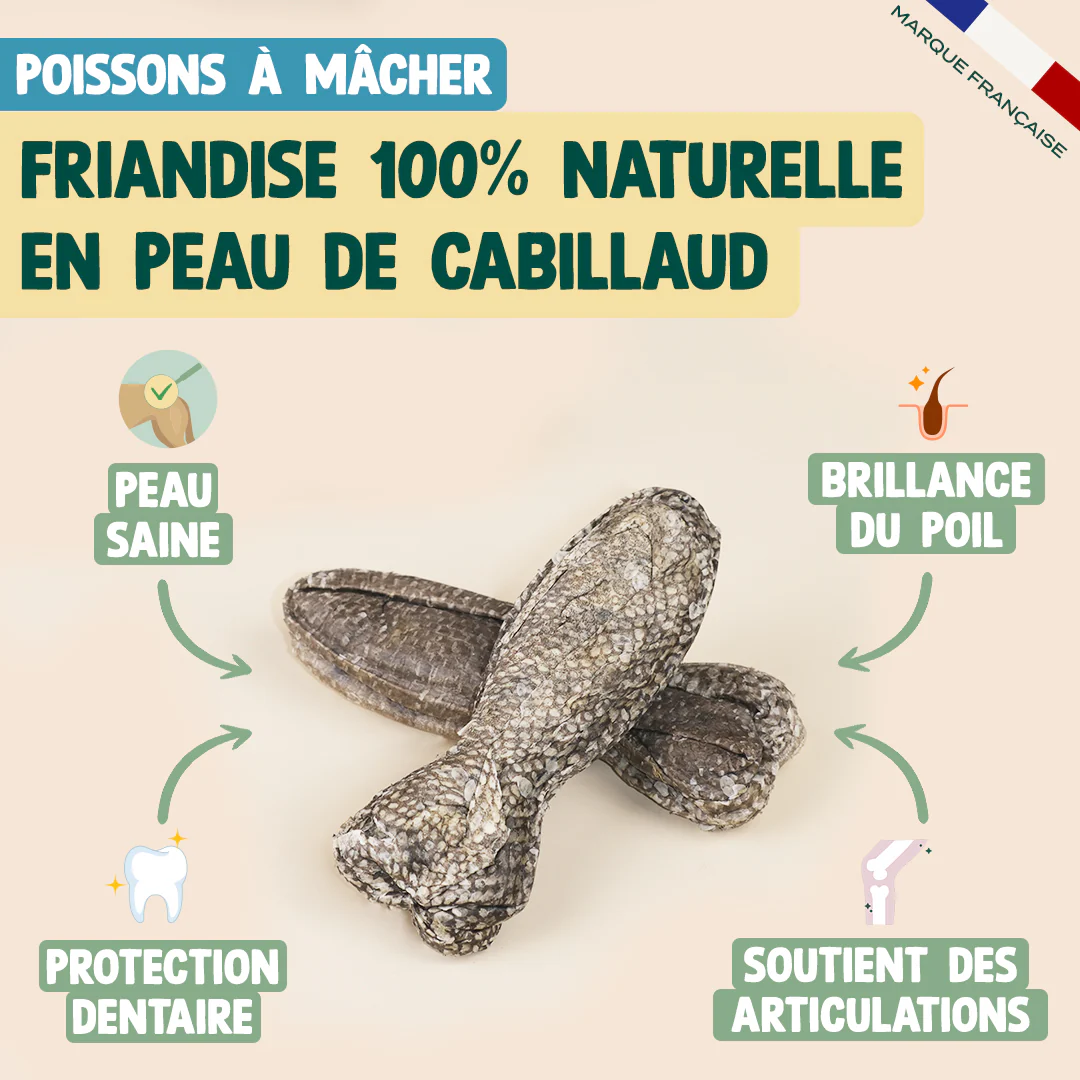 PACK DENTAIRE CHIEN - Image 5