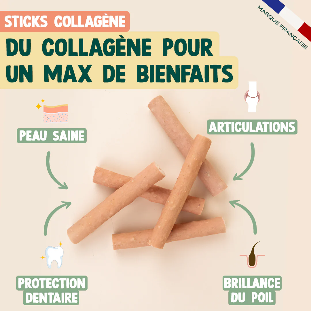 PACK DENTAIRE CHIEN - Image 6