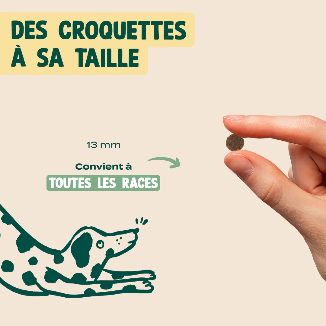 DINDE, CANARD, COURGE - Image 6