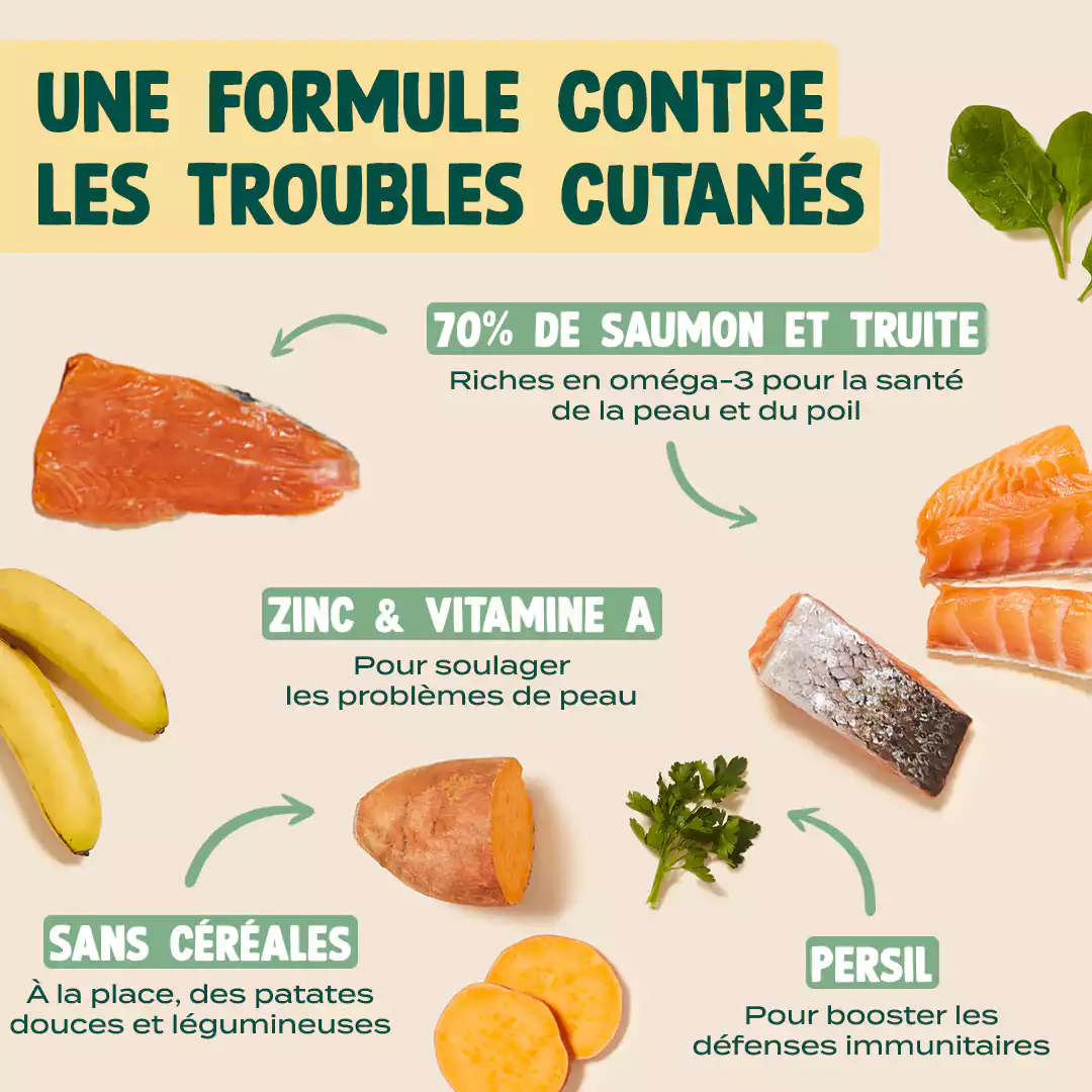 SAUMON, TRUITE, PERSIL - Image 4