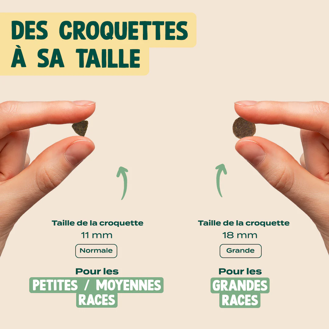 SAUMON, TRUITE, PERSIL - Image 6